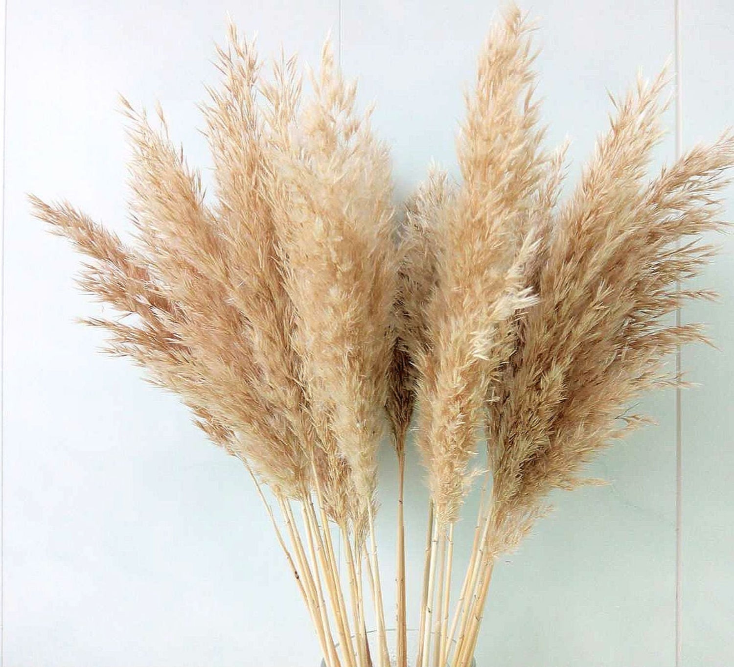 Pampas grass fluffy TLCCollective