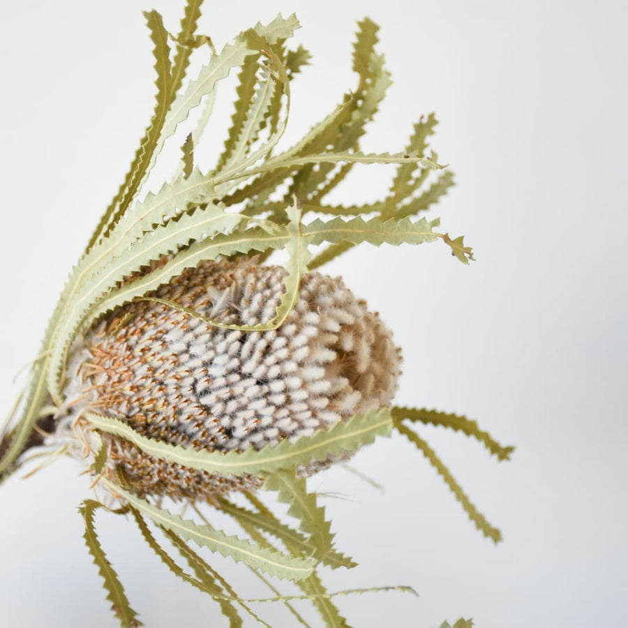 Dried Banksia- Natural