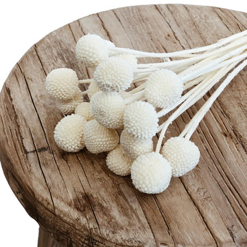 Billy buttons- White