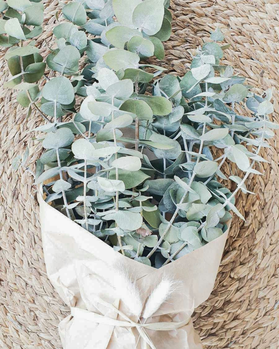 Dried Eucalyptus Bunch