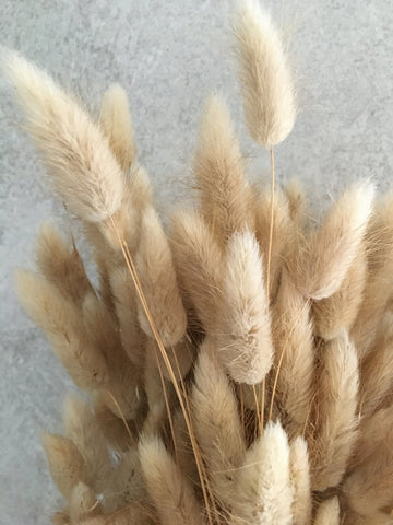 Bunny Tails- Preserved Bunch